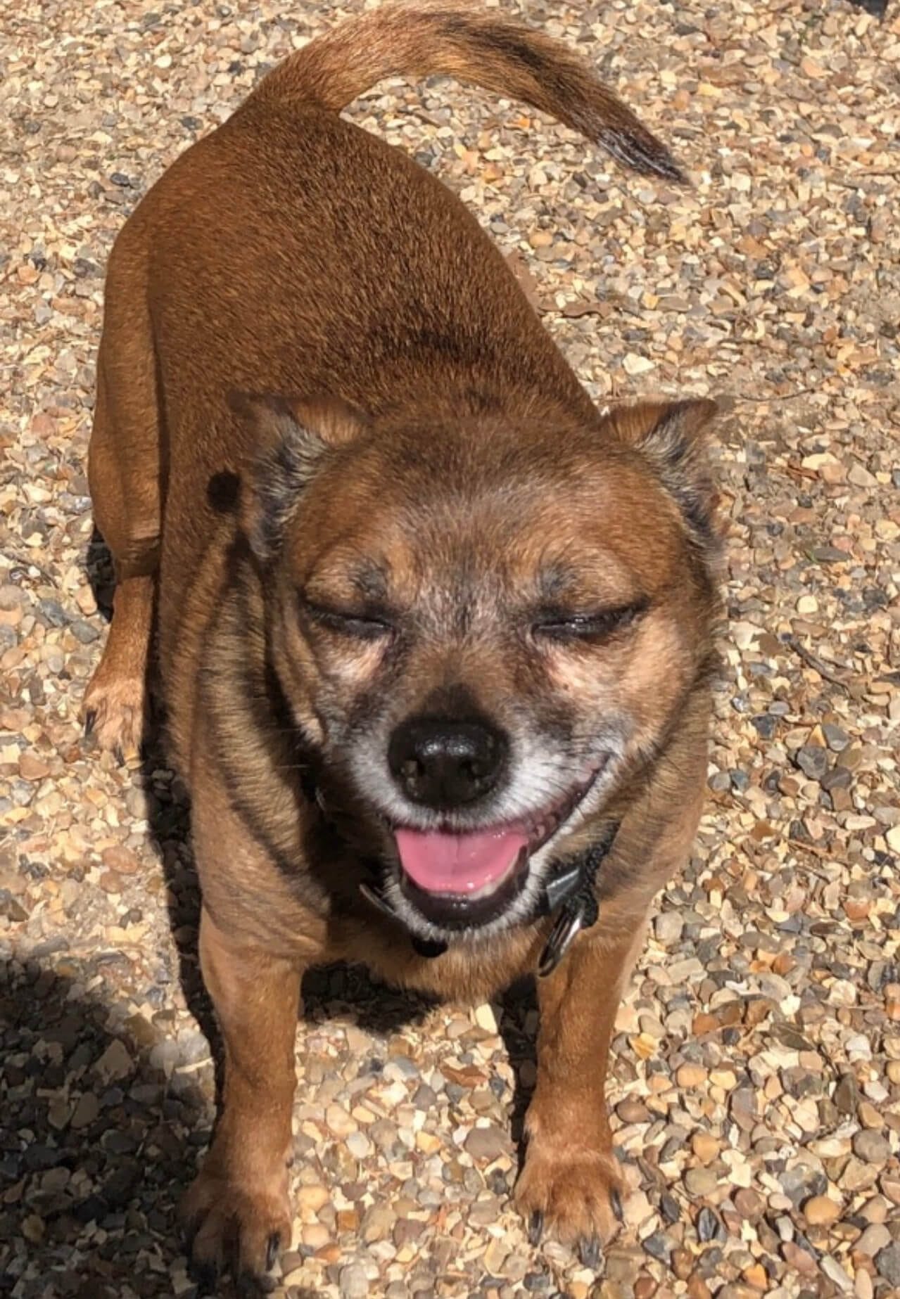 Herbal Pet Supplies 100 Natural & Holistic Pet Products