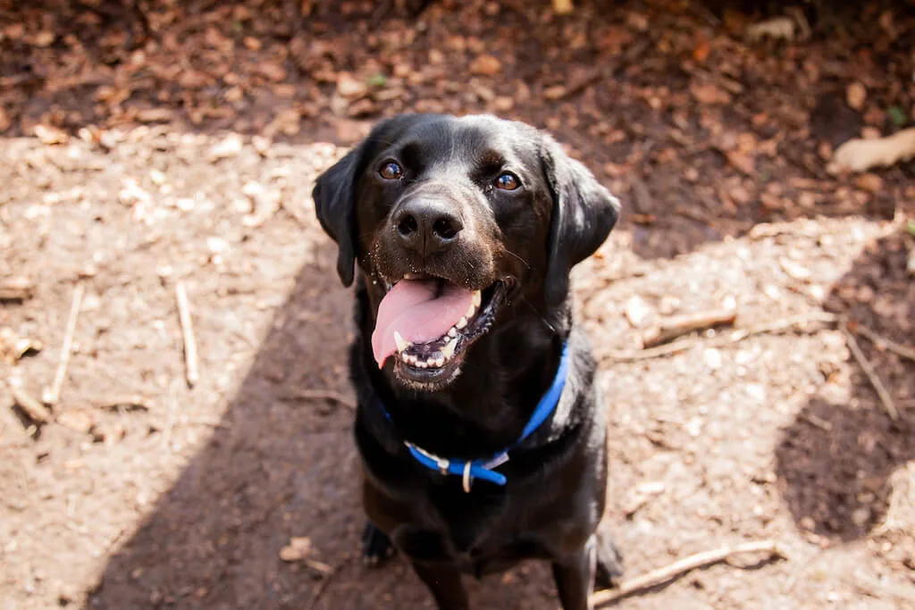Herbal Pet Supplies | Clean your Dog's Teeth
