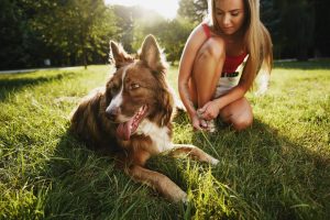 Herbal Pet Supplies | Pet Safe in the Summer