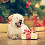 Herbal Pet Supplies | Gift Card | Puppy with Gift