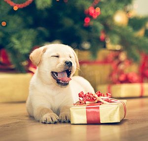 Herbal Pet Supplies | Gift Card | Puppy with Gift