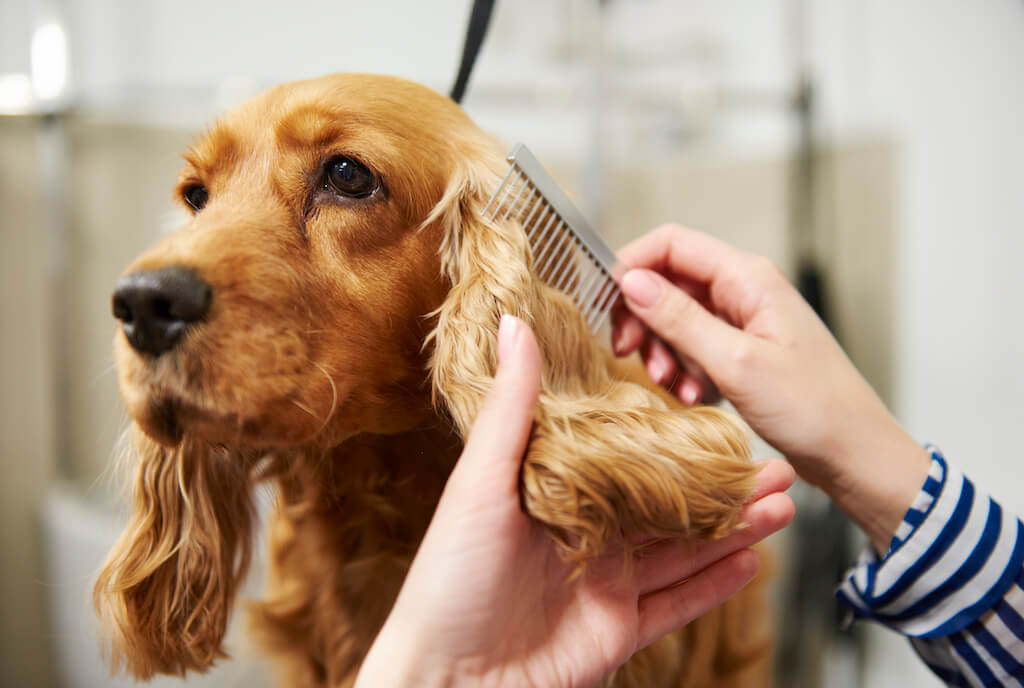 Herbal Pet Supplies | Detangle Dog Hair