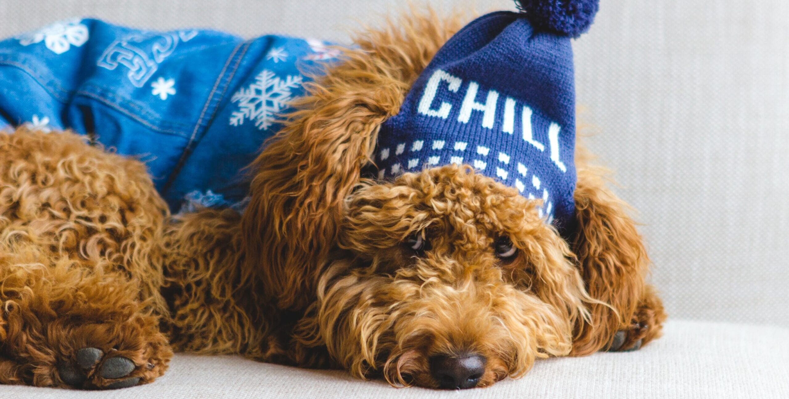 Chill Drops Be The Best Calming Treats For Dogs | Herbal Pet Supplies