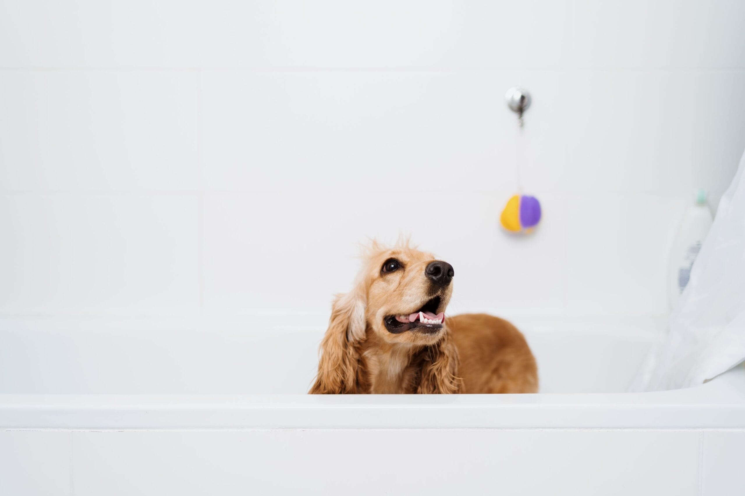 Grooming Shampoo For Dogs | Herbal Pet Supplies