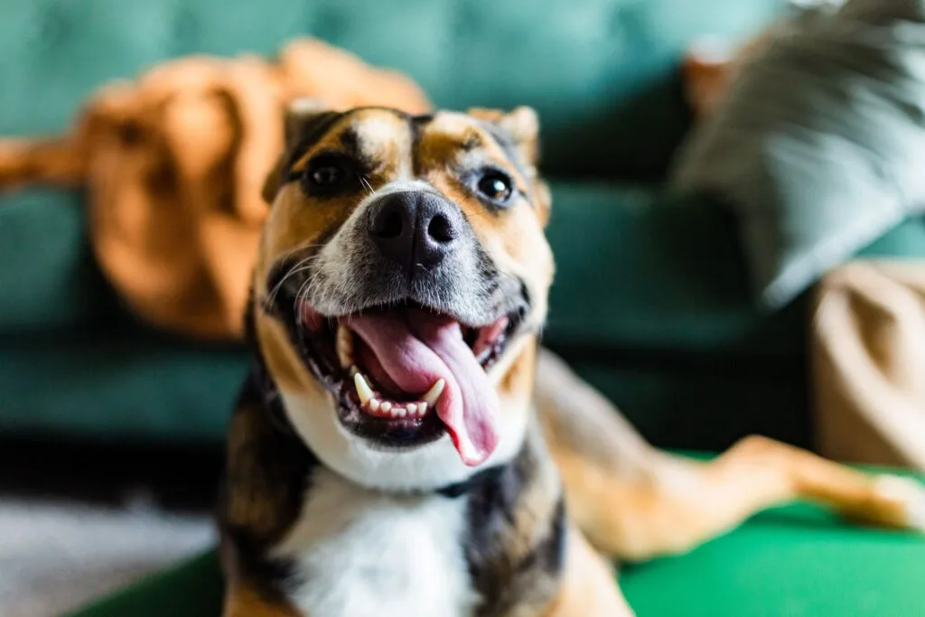 Keep Pet Plaque At Bay With Our Pearly Whites Powders | Herbal Pet Supplies