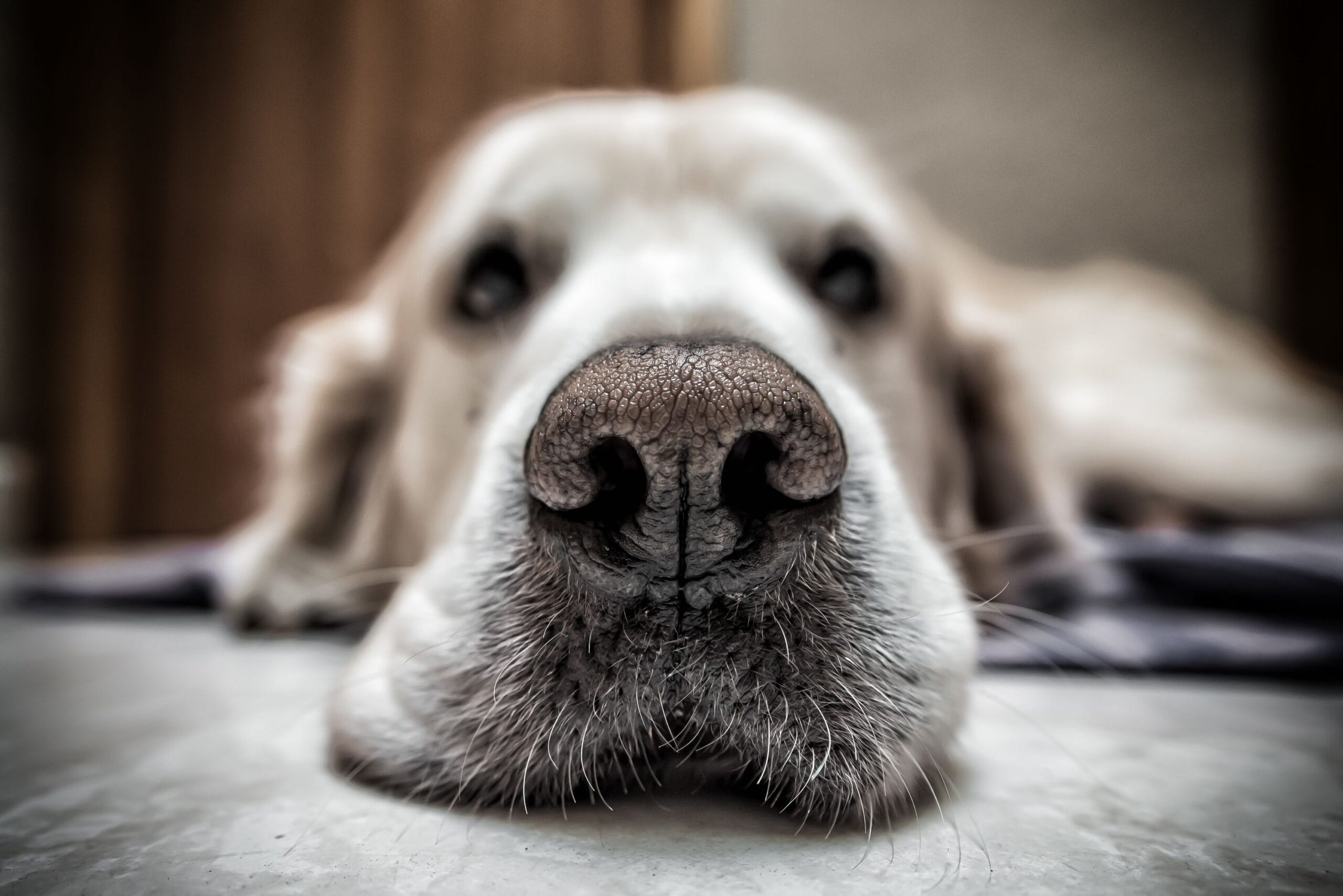 Nose Balm For Dogs | Herbal Pet Supplies